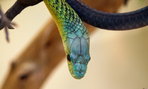 Reptile Gardens in Rapid City