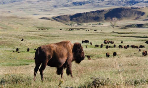 Custer State Park Buffalo