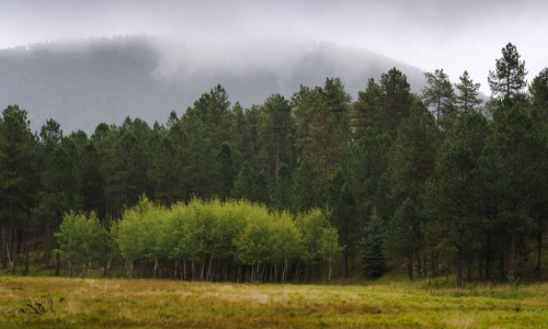 Custer State Park