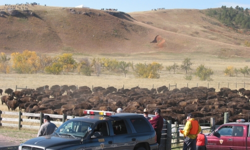 Custer State Park Buffalo Roundup