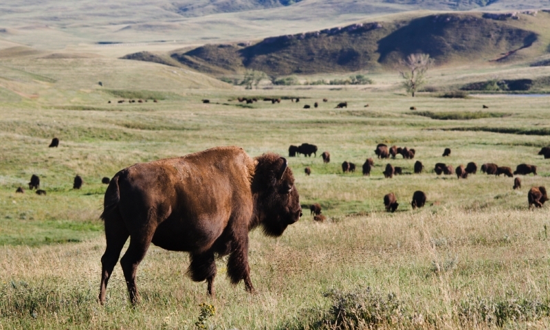 Black Hills South Dakota Tours Guided AllTrips Black Hills South Dakota Tours Guided AllTrips