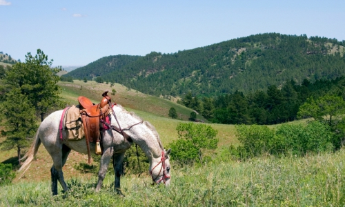 Black Hills Trail Rides