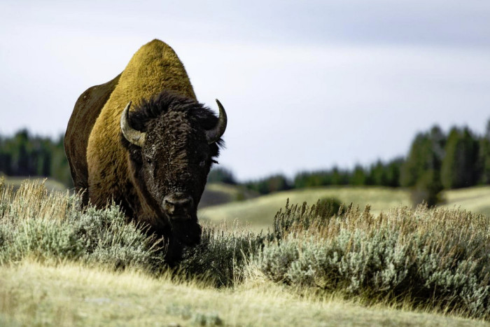 Off The Beaten Path — Custer, SD