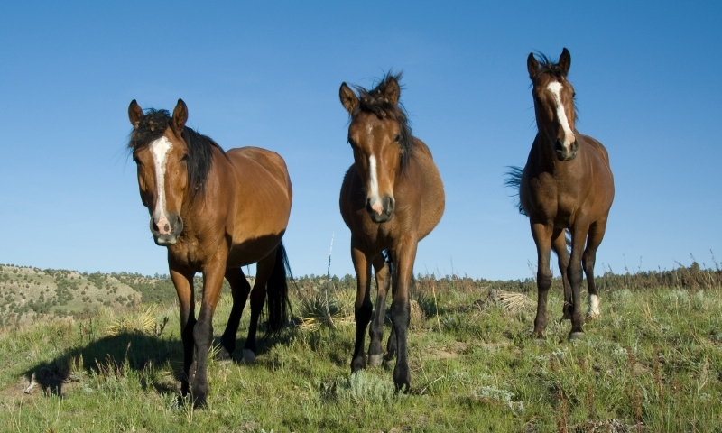 Black Hills Wild Horse Sanctuary