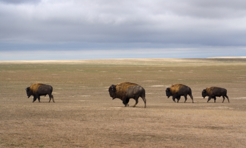 South Dakota Plains Grassland Bison