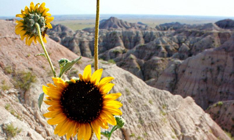 Wild Sunflower in Badlands National Park in South Dakota