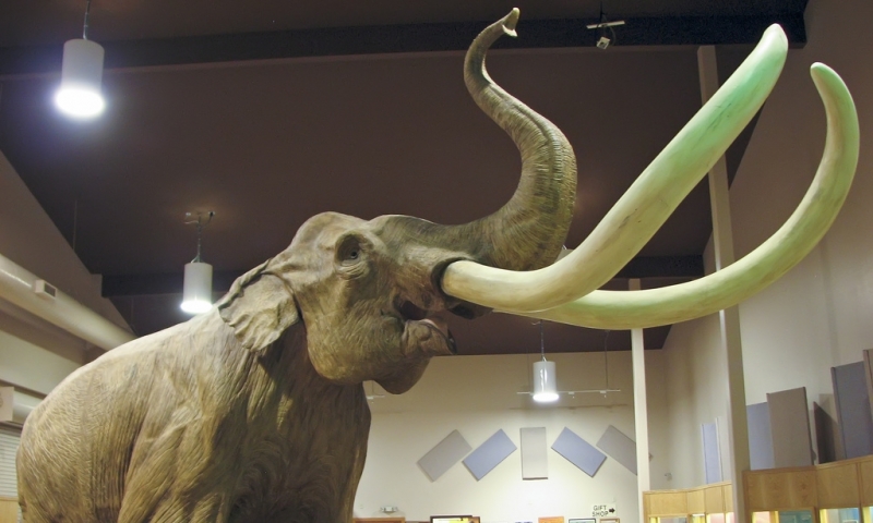 Mammoth Site South Dakota