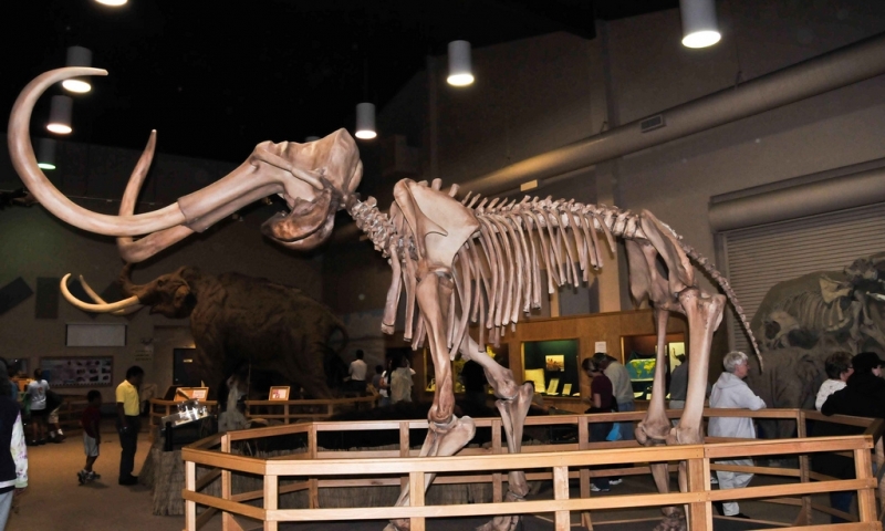 Mammoth Site Black Hills