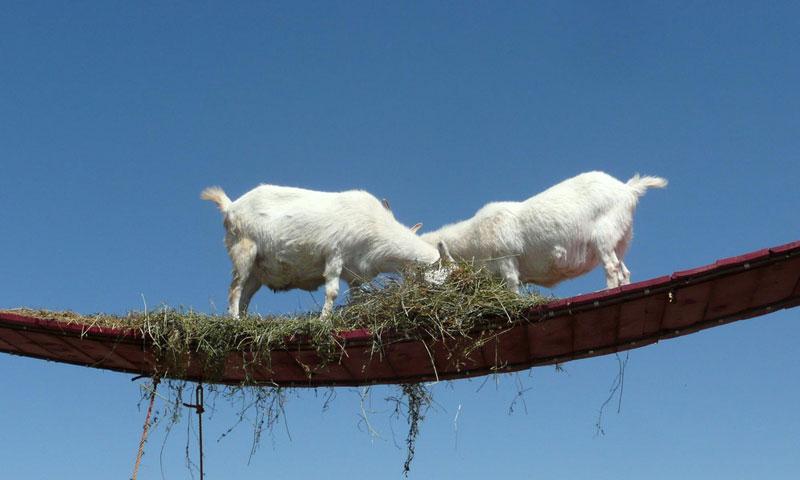 Goat Bridge at the Old MacDonald Farm