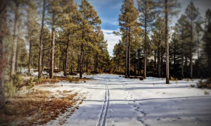 Cross Country Skiing in the Black Hills