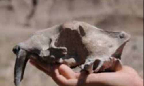 Paleontology