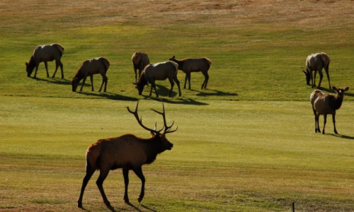 Golf Courses